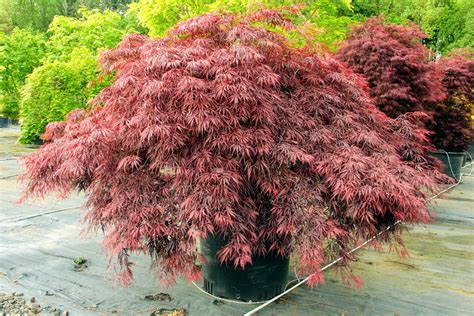 Acer palmatum 'Red Dragon' Japanese Maple | Conifer Kingdom