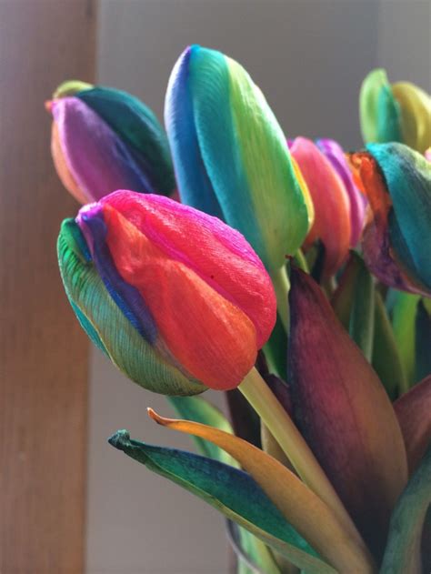 Product Highlight: Rainbow Tulips | Tulips, Pretty flowers, Trees to plant