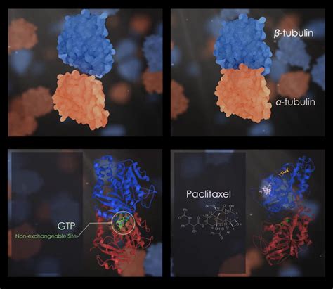 Introduction to Tubulin (animation) – Art as Applied to Medicine