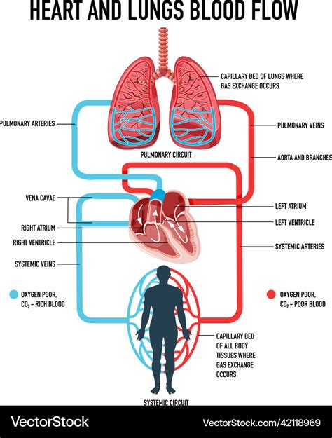 Diagram showing heart and lungs blood flow Vector Image