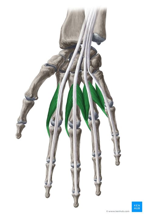 Lumbrical muscles of the hand: Anatomy and pathology | Kenhub