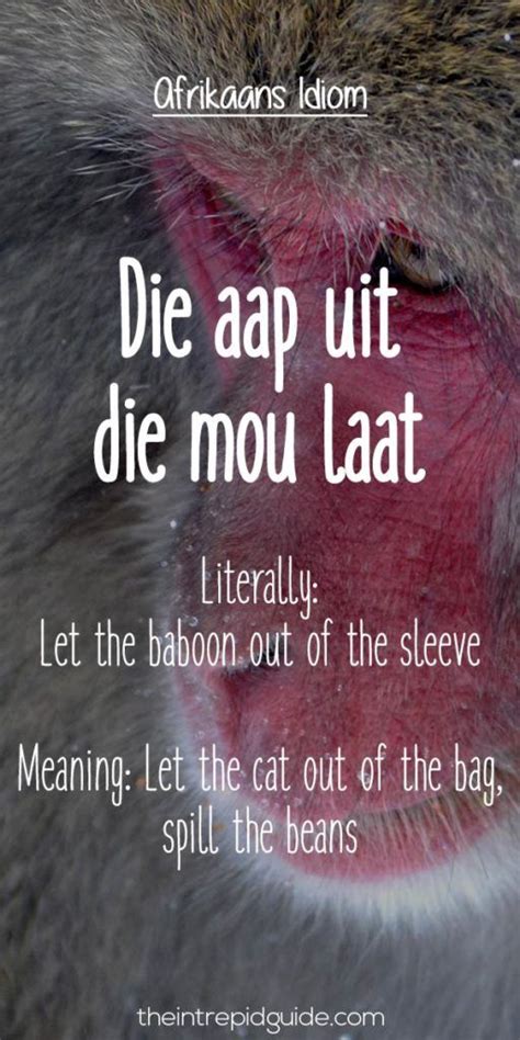 25 Hilarious Afrikaans Idioms That Should Exist in English | Afrikaans ...