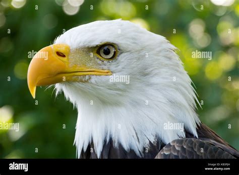 Closeup portrait of the head of an American Bald Eagle in profile with ...