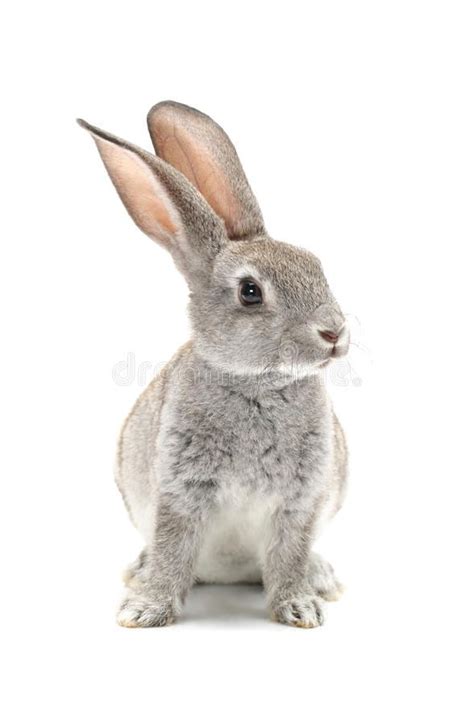 Grey Rabbit on White Background