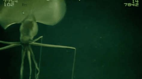 Check Out This Huge, Spindly Squid Filmed Deep Beneath The Sea | IFLScience