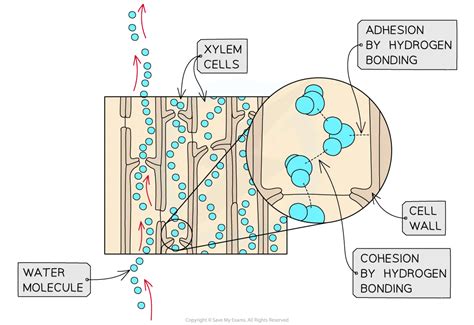 Water & the Transpiration Pull | CIE AS Biology Revision Notes 2025