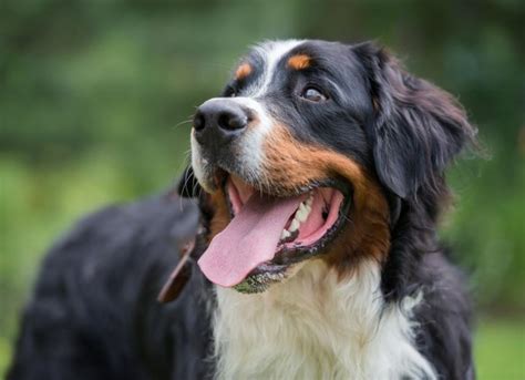 Are Bernese Mountain Dogs Good With Children