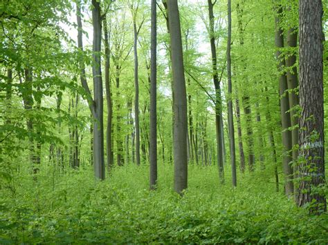 Free Images : tree, nature, book, meadow, sunlight, spring, green ...