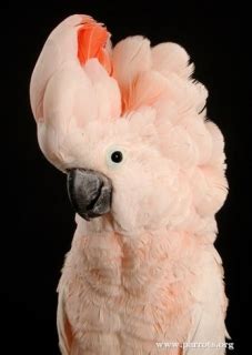 Moluccan Cockatoo (Cacatua moluccensis) | Parrot Encyclopedia