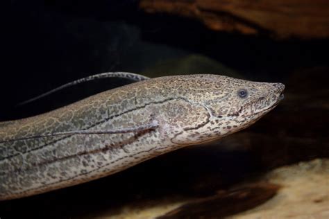 West african lungfish • Protopterus annectens • Fish sheet