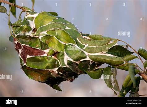 Aerial nest of red Asian weaver Ants (Oecophylla Smaragdina). Nid ...