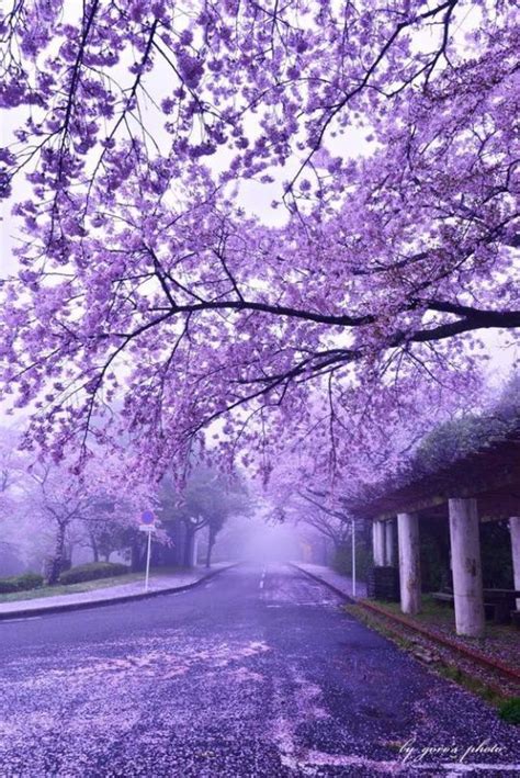 Purple Cherry Blossom Wallpaper