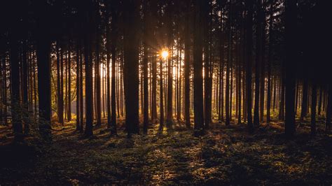 Sunlight Passing Through Dark Trees In Forest During Sunset Time 4K HD ...