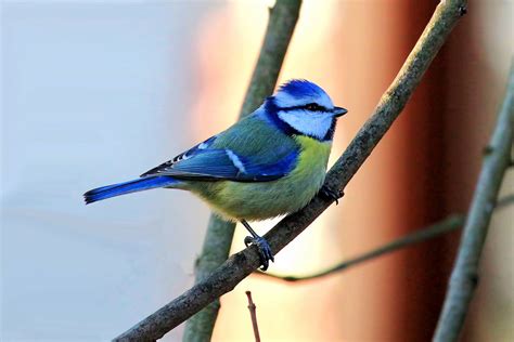 Blue Tit - where they live, food, nesting and other facts - Garden Birds