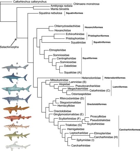 Whale Family Tree