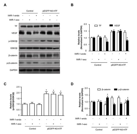 Wnt Beta Catenin Signaling Pathway