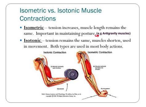 Isometric vs Isotonic muscle contraction... | Physiology, Isometric ...