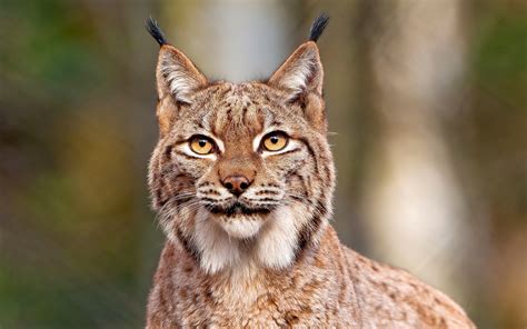 Download Animal Lynx HD Wallpaper