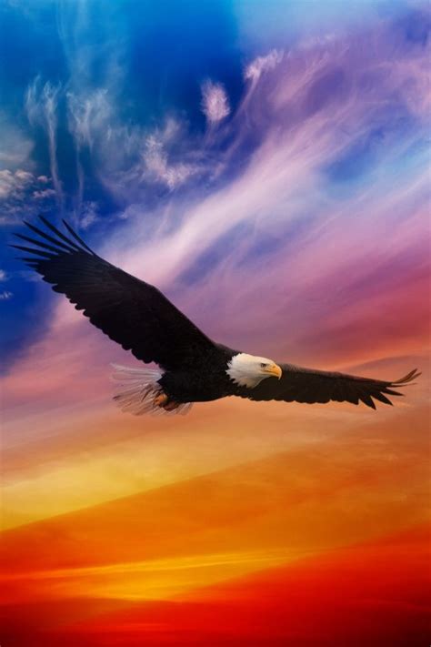 Flying Eagle #iPhone 4s #Wallpaper | Bald eagle, Eagle wallpaper, Eagle ...