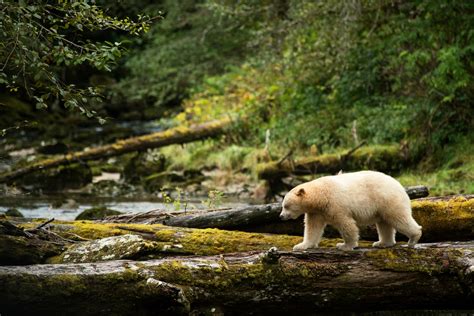 See Canadian Animals on the West's Best Wildlife Safari - Sunset Magazine