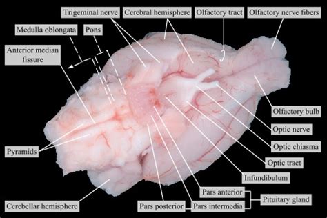 Ventral view of the brain of the rat · Atlas of Animal Anatomy and ...