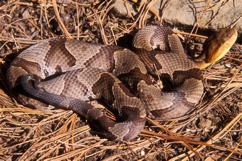 Habitat - The Northern Copperhead Snake Resource