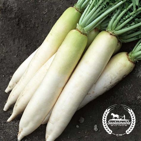 Diakon Radish - Heirloom Seeds, Vegetable Seeds - Sustainable Seed Co ...