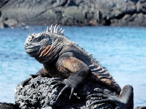 Marine Iguanas: Dark Scales, Illuminated Genes and more