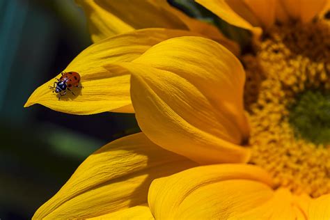 Ladybug On Sunflower Petal Photograph by Garry Gay - Fine Art America