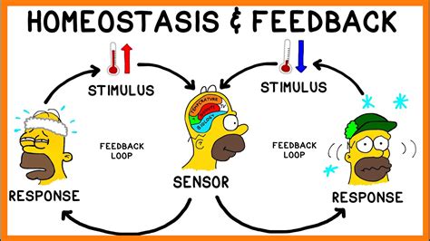 Homeostasis and Negative Feedback Loops - YouTube