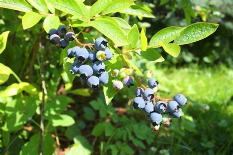 Highbush Blueberry Information - Learn About Growing Highbush Blueberries