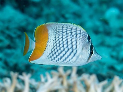 Are Pearlscale Butterflyfish Reef Safe?