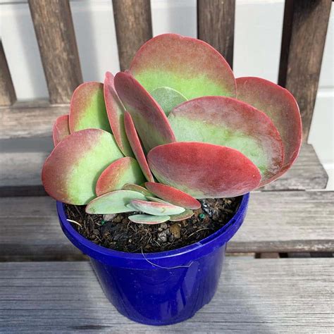 7 Amazing Facts About Flapjack Succulents You Didn't Know!