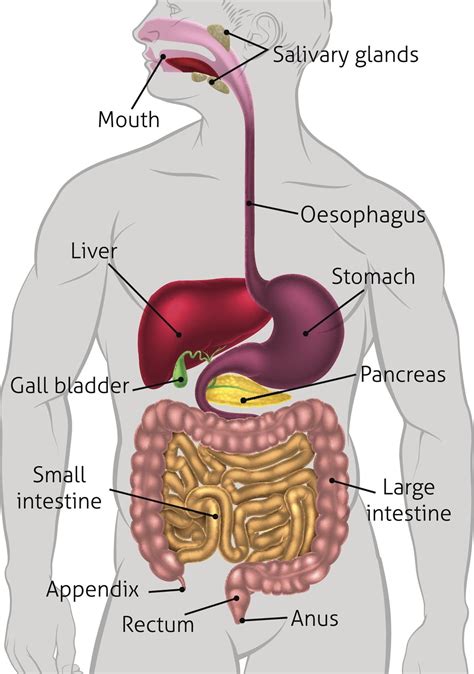 Human Digestive System Tract | Human digestive system, Digestive system ...