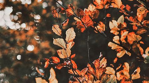 Fall Aesthetic Desktop Wallpapers - Wallpaper Cave