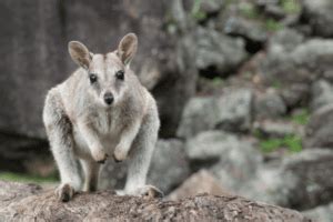 The Secret Life of Wallabies: Habitat and Behavior - Wildlife Blogging