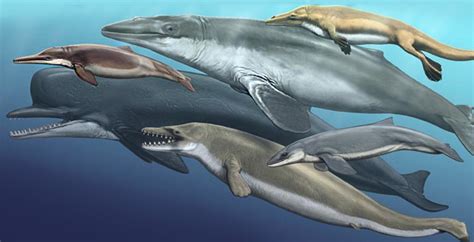 Evolution of Dolphins and Whales | College of Osteopathic Medicine ...