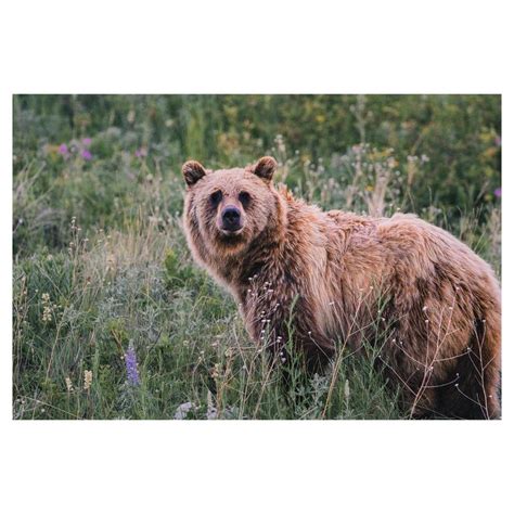 Grizzly Bear in Montana : wildlifephotography