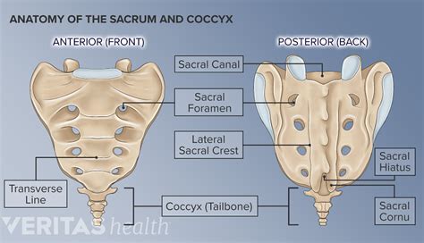 Sacral Bone Pain – Causes, Treatment, and Anatomy of Sacrum, the bone ...