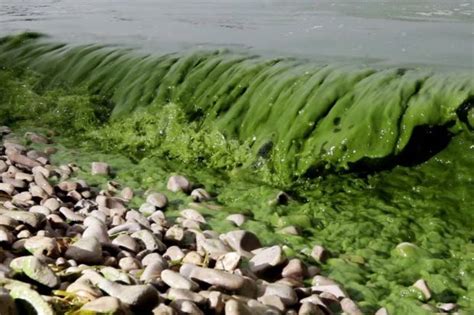 The Issue of Toxic Algal Blooms | Environmental Pollution Centers