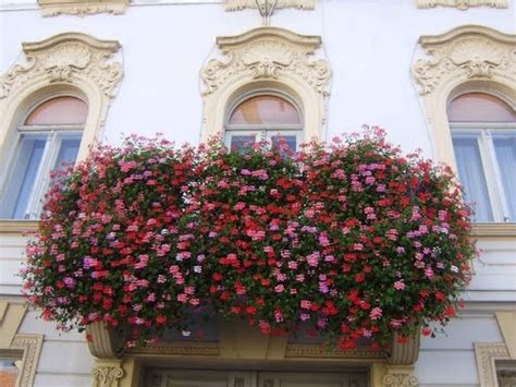 1000+ images about Gardens - Geraniums on Pinterest | Sun, Old stove ...