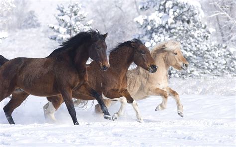 Horses in the Snow Wallpaper - WallpaperSafari