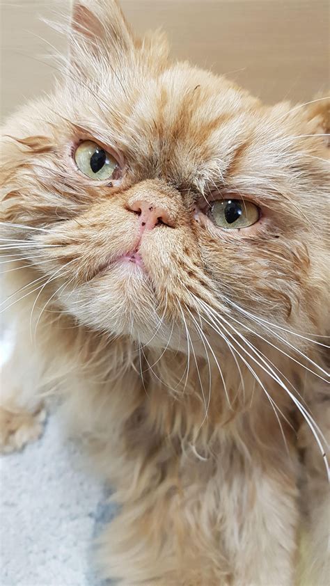 How Often Should You Bathe Your Persian Cat? – CatsInfo