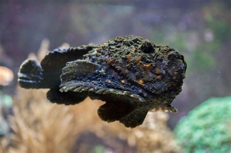 Stonefish Facts: The Most Venomous Fish in the World