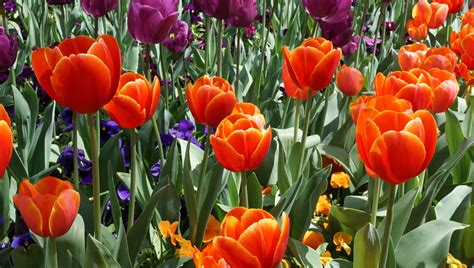 Tulips at the Canberra Floriade 2019 , click and pan aroun… | Flickr