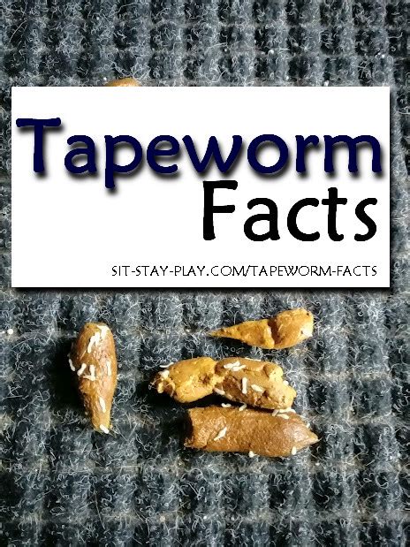 Can Puppies Die From Tapeworms