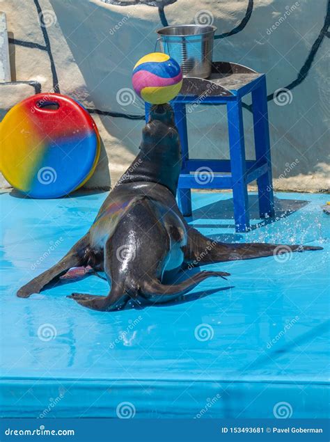 Sea Lion Balancing a Ball on His Nose Editorial Photo - Image of ...