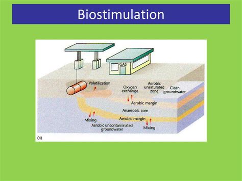 Biostimulation Definition