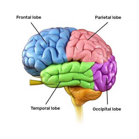 Human Brain Diagram For Kids