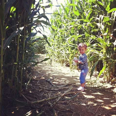 Corn Maze — Lewin Farms Homepage